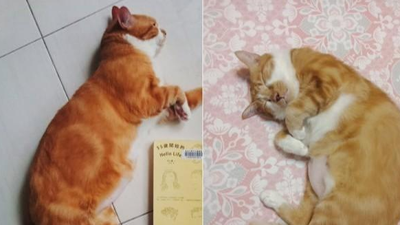 收养橘猫5年，怕90岁老人反对不敢带回家，结果大家纷纷变猫奴 