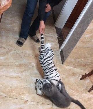 主人想用小老虎吓唬猫咪，猫咪却把小老虎紧紧抱住，爱不释手
