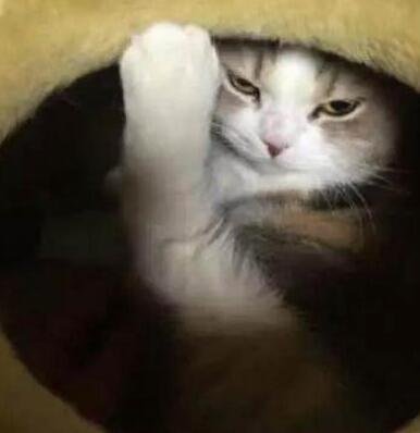 主人着急上班，忘记给猫咪留下小鱼干，回到家之后真是哭笑不得！
