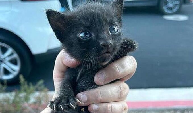 救下流浪小奶猫还不够,她花一年时间,终于把猫妈妈也找到了 救下流浪小奶猫还不够,她花一年时间,终于把猫妈妈也找到了