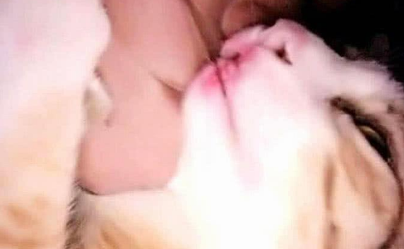 女主人喝酒喝断片,回家抱着猫咪亲吻