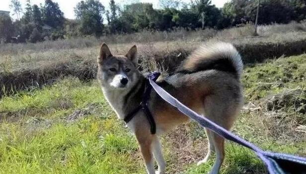 养什么名贵犬，来只本土的田园，牵出去一样让你成为焦点