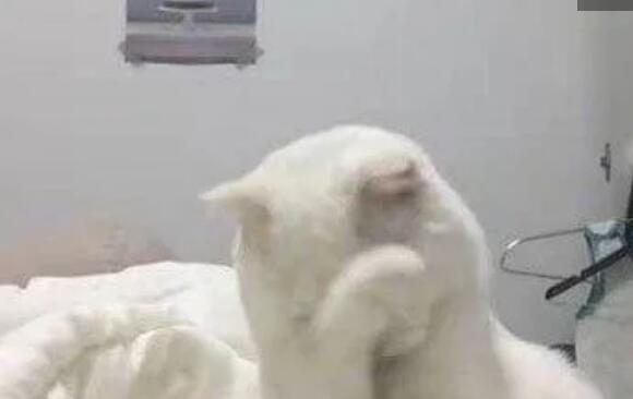 奶奶奋力抱着一只大肥猫，而猫一脸委屈，网友得知原因后笑喷