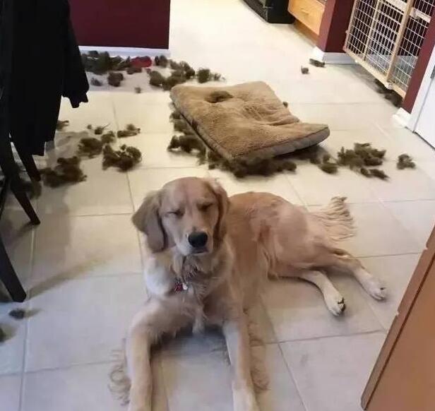 主人为了惩罚犯错的金毛犬，将其送到了农村，再见到已经不敢认