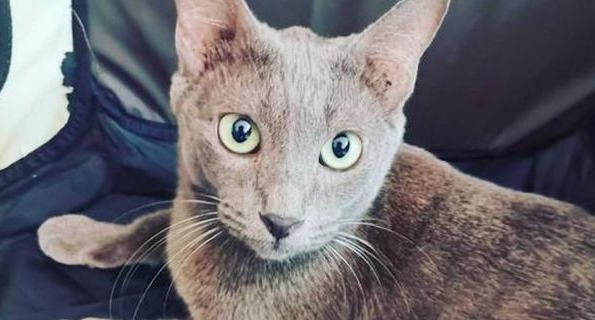 猫妈妈在杂物间生产，女子果断收养了它们一家：是猫咪选择了我！ 