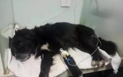 小区20只宠物狗疑误食异烟肼丧命,视频监控拍下投毒男子 小区20只宠物狗疑误食异烟肼丧命,视频监控拍下投毒男子