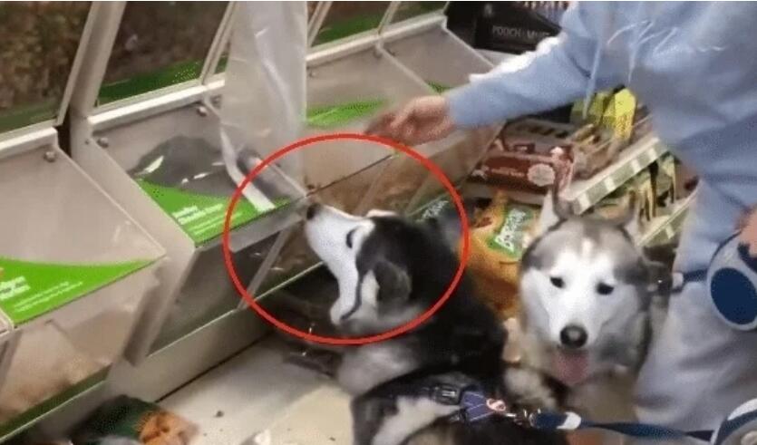 网友带二哈去超市,结果一直在“试吃”,宠主:都吃饱了 网友带二哈去超市,结果一直在“试吃”,宠主:都吃饱了