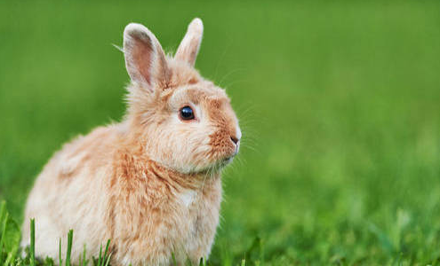 多瓦夫兔多少钱一只,多瓦夫兔难养吗,多瓦夫兔吃什么