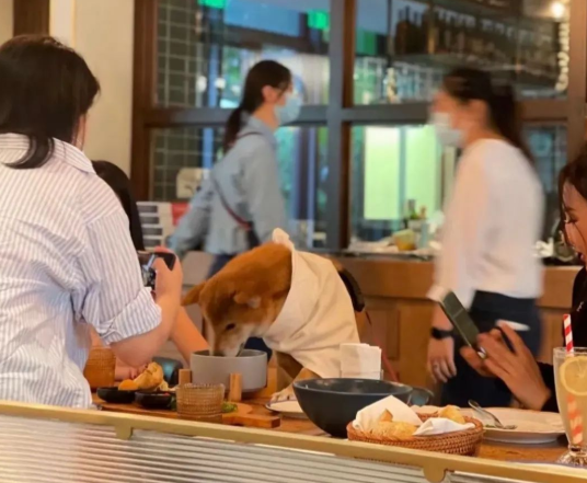 女子带狗同桌进食，不顾其他顾客愉快拍照，餐厅：狗生病需要照顾