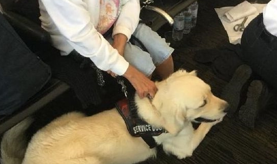 导盲犬在机场突然躺地不走,引来很多路人围观,网友:太壮观了 导盲犬在机场突然躺地不走,引来很多路人围观,网友:太壮观了