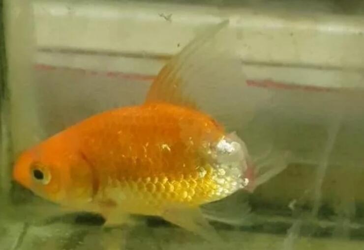 这半条鱼她养了六个月发现鱼身复原了 这半条鱼她养了六个月发现鱼身复原了