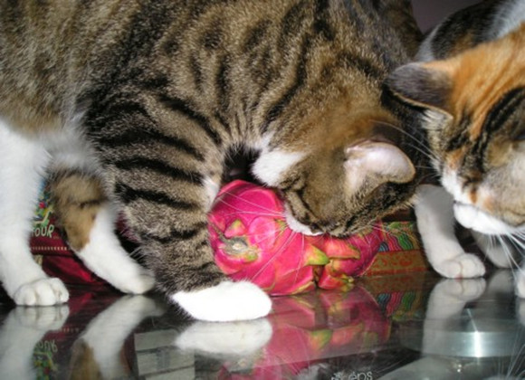 馋嘴猫咪偷吃火龙果变“花猫”?网友直呼,连腮红都省了…… 馋嘴猫咪偷吃火龙果变“花猫”?网友直呼,连腮红都省了……