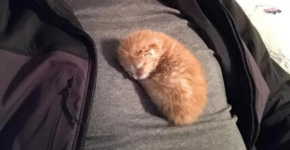 救助的小猫只有四天大,为了让小猫恢复健康,只好随身携带 救助的小猫只有四天大,为了让小猫恢复健康,只好随身携带