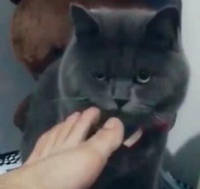 主人让猫咪闻自己的脚，没想到猫咪竟然直接吐了，猫：这脚有毒
