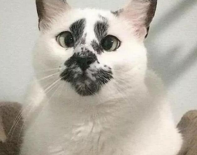 只见猫咪脸上所有的优点都集中在了面部,一看就是一只舞文弄墨的猫咪
