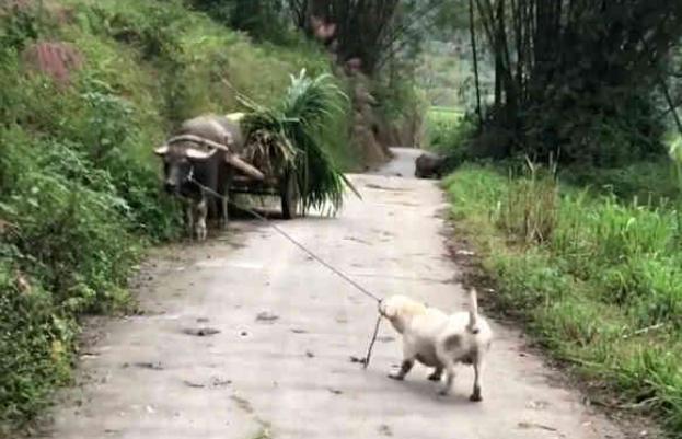 让拉布拉多放牛, 老牛吃草不肯回家, 狗狗: 不快点走我没饭吃了