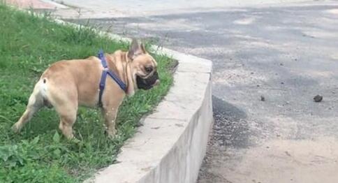 小怂狗法国斗牛犬，在家非常横，见阿拉斯加秒变木头人