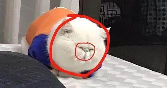 女子说猫咪脸太圆，圆规都画不出，网友不信，晒出照片后全都服了 