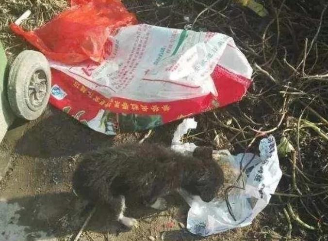 捡到一只小土狗，它却不肯离开垃圾堆，后来才明白，这都是爱啊