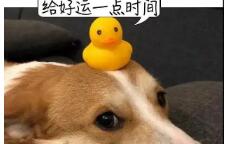 泉州一宠物店店员,被狗咬掉嘴唇!医生提醒:特殊部位被咬发生狂犬病概率更高 泉州一宠物店店员,被狗咬掉嘴唇!医生提醒:特殊部位被咬发生狂犬病概率更高