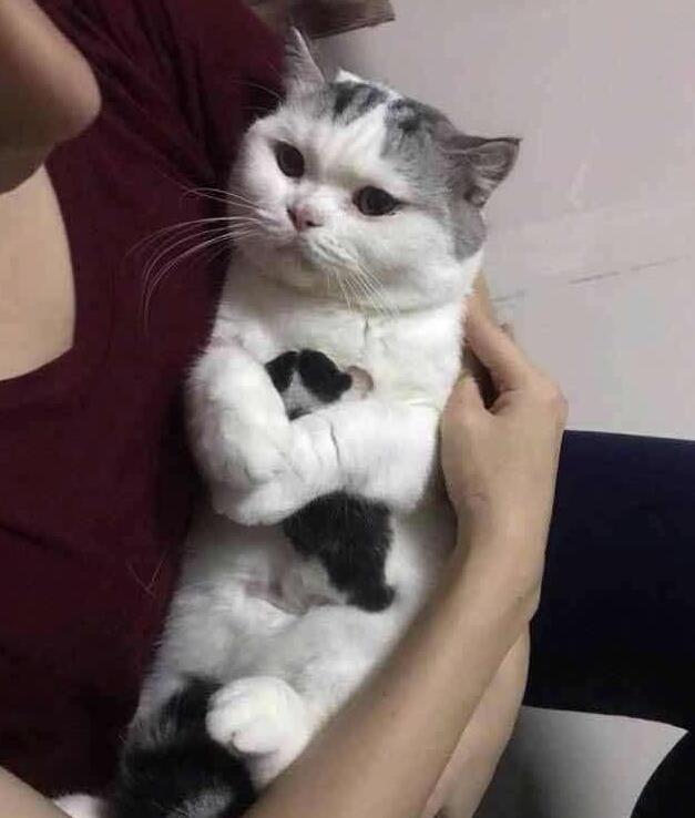 主人要让抢走小奶猫,猫妈妈反应让主人眼眶一红,这是最后一个了
