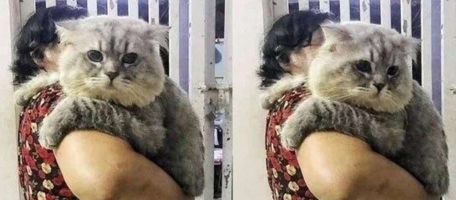 奶奶奋力抱着一只大肥猫,而猫一脸委屈,网友得知原因后笑喷 奶奶奋力抱着一只大肥猫,而猫一脸委屈,网友得知原因后笑喷