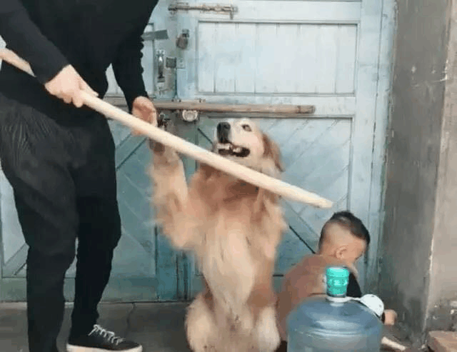小宝宝犯了错误, 爸爸假装要打他, 金毛护着: 亲爱的, 别生气了 小宝宝犯了错误, 爸爸假装要打他, 金毛护着: 亲爱的, 别生气了
