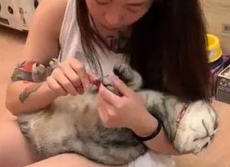 主人给猫咪剪指甲，猫咪躺在怀里一脸享受，网友羡慕：别人家的猫