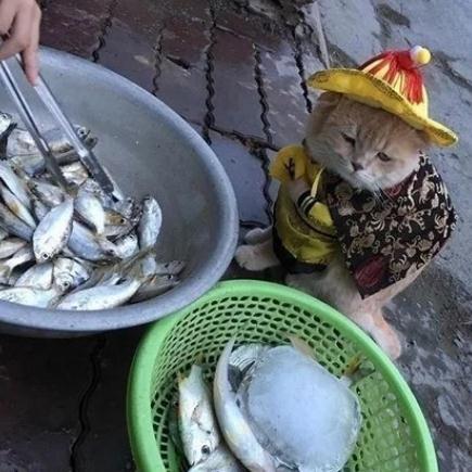 路边小猫打扮成皇帝，经过一盆鱼之后，脸上的表情让人乐了