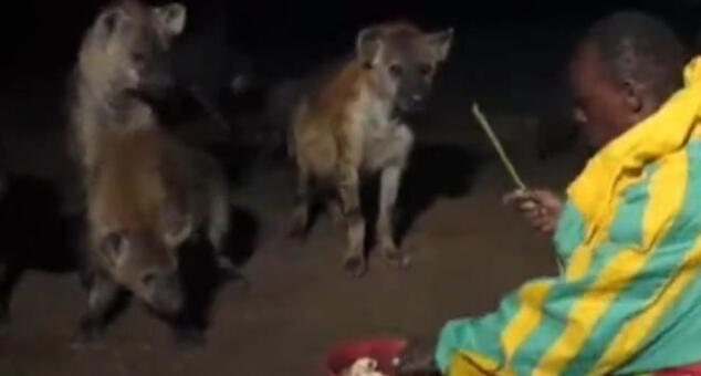 凶猛狡诈的鬣狗被人训练当宠物，真是鬣狗在手天下我有！
