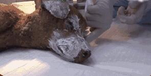 小奶狗被人纵火烧到面目全非,但看到有人来它仍在求生:救救我! 小奶狗被人纵火烧到面目全非,但看到有人来它仍在求生:救救我!