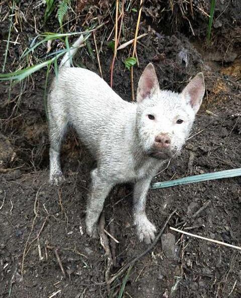 乡村精品小猎犬，颜值神似中国狼，好土狗难碰见