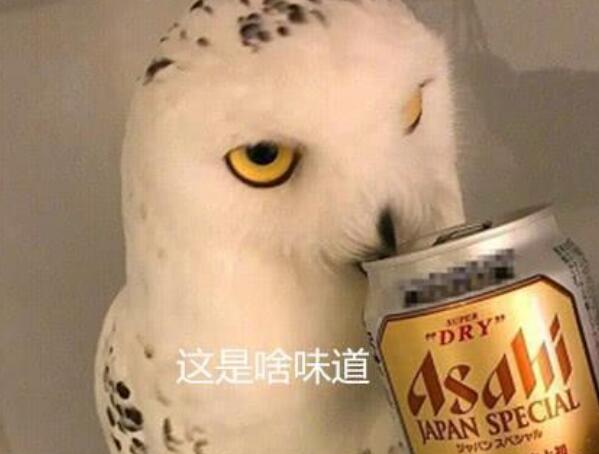 猫头鹰偷尝了一口啤酒, 变得六亲不认: 你也有贡献表情包的时候 猫头鹰偷尝了一口啤酒, 变得六亲不认: 你也有贡献表情包的时候