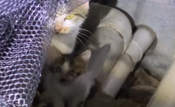 浙江：暴雨来袭，流浪猫妈妈为了保住自己的小猫，主动将剩下的小猫送给小伙 