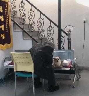 陪狗狗输液的老爷爷，对话太可爱了