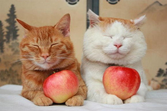 馋嘴猫咪偷吃火龙果变“花猫”?网友直呼,连腮红都省了…… 馋嘴猫咪偷吃火龙果变“花猫”?网友直呼,连腮红都省了……