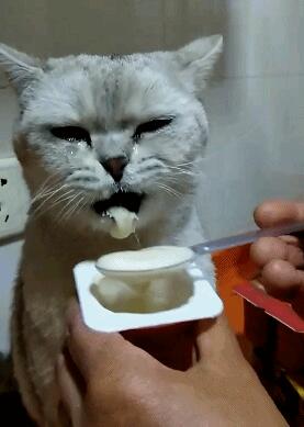 小猫咪一吃酸奶就激动,眼泪哗哗的流,原谅我不厚道地笑了! 小猫咪一吃酸奶就激动,眼泪哗哗的流,原谅我不厚道地笑了!
