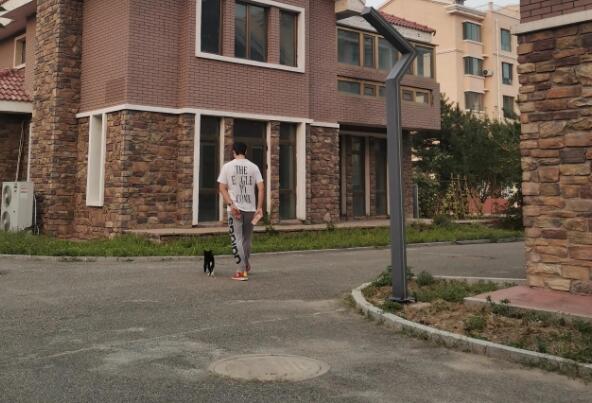 撸猫聊治愈--黑猫警长记