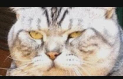养猫一年差前后变化！这故事告诉我们头一定要天天洗，不然会长猫