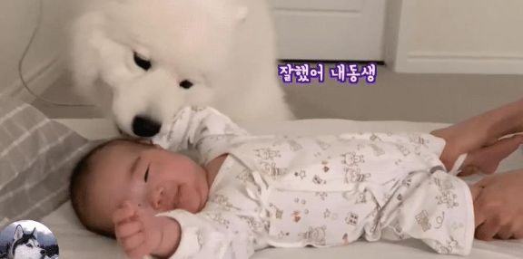 女主生了宝宝,大白狗把它当“宝”一样,还懂得给它盖被子 女主生了宝宝,大白狗把它当“宝”一样,还懂得给它盖被子