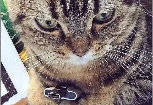 男子让猫咪拿着U盘,突然发现它有点奇怪,低头一看,瞬间被萌化了