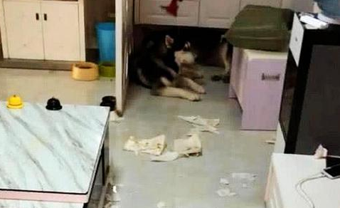 女子买了螃蟹准备吃，打算恶搞下二哈，转身回来之后，差点气哭了