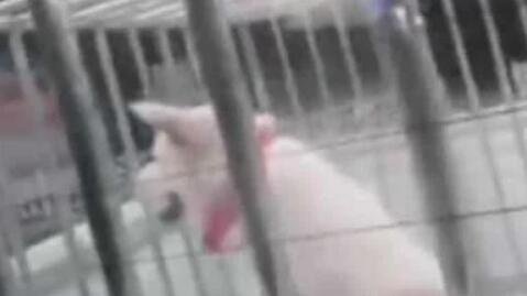 这条恶犬咬狗又咬人为什么主人就是不牵绳 这条恶犬咬狗又咬人为什么主人就是不牵绳