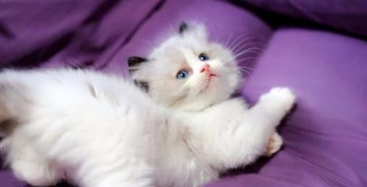 猫主人别在大意,这样养布偶猫看似是享受,实际是在让它承受 猫主人别在大意,这样养布偶猫看似是享受,实际是在让它承受