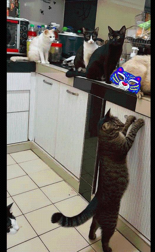 6只猫咪将厨房占领了，这下没法做法了，猫：驯服人类的第一步！