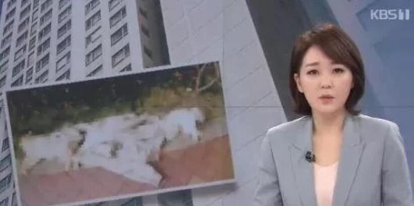 心痛! 3条生命惨死冰冷街头, 最**自私的永远都是人... 心痛! 3条生命惨死冰冷街头, 最**自私的永远都是人...