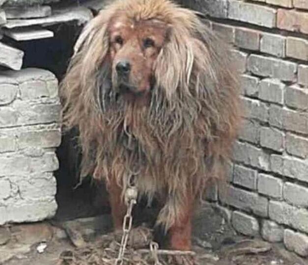 主人为了惩罚犯错的金毛犬,将其送到了农村,再见到已经不敢认 主人为了惩罚犯错的金毛犬,将其送到了农村,再见到已经不敢认