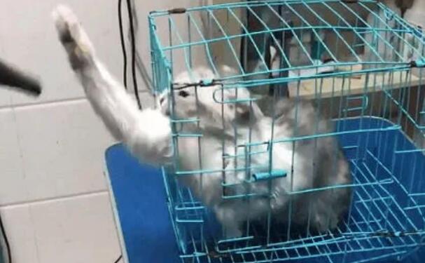 带猫咪去宠物店洗澡, 洗到一半老板郁闷了: 这只猫必须加钱 带猫咪去宠物店洗澡, 洗到一半老板郁闷了: 这只猫必须加钱