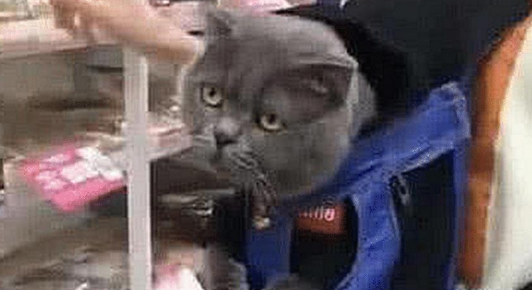 主人背着猫咪逛超市,发现众人朝着自己大笑,低头一看直接傻眼了