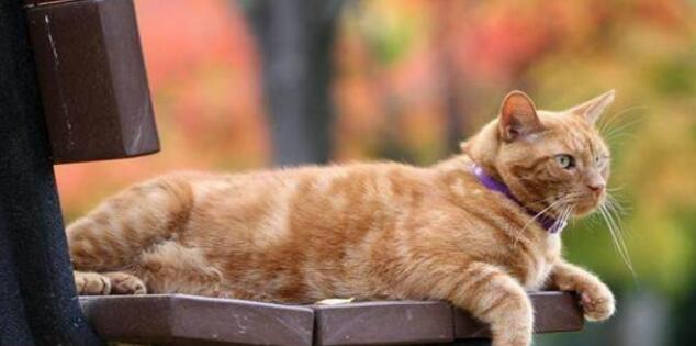 小猫咪被猫妈一只只叼到床上,主人不明所以,看后哭笑不得